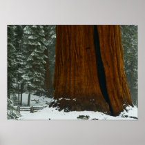 Sequoia Tree Poster