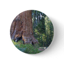 Sequoias Forrests Bark Fences Pins