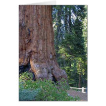 Sequoias Forrests Bark Fences Cards