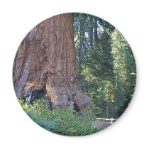 Sequoias Forrests Bark Fences magnets by lifesphere Sequoias Forrests Bark Fences magnets
