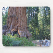 Sequoias Forrests Bark Fences Mouse Pad