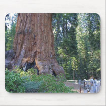 Sequoias Forrests Bark Fences Mouse Pad