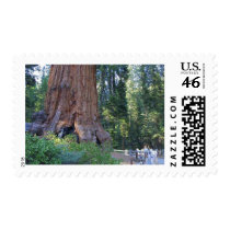 Sequoias Forrests Bark Fences Postage Stamp
