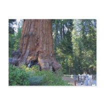 Sequoias Forrests Bark Fences Post Cards