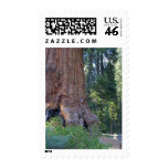 Sequoias Forrests Bark Fences Stamp