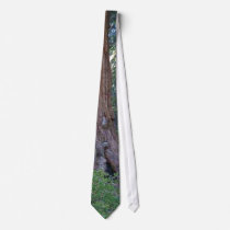 Sequoias Forrests Bark Fences Neckties