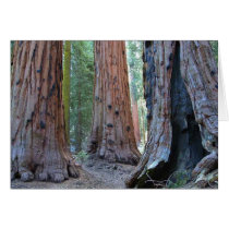 Sequoias Tree Forests cards