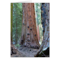 Sequoias Tree Forests cards