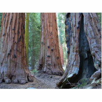 Sequoias Tree Forests photo sculptures by lifesphere Sequoias Tree Forests photo sculptures