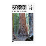 Sequoias Tree Forests Postage Stamp