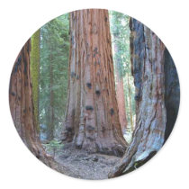 Sequoias Tree Forests stickers