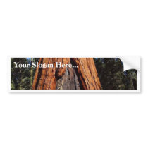 Sequoias Trees Giants Burned Bark Bumper Stickers