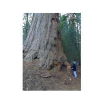 Sequoias Trees Giants photo sculptures by lifesphere Sequoias Trees Giants photo sculptures