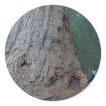 Sequoias Trees Giants stickers