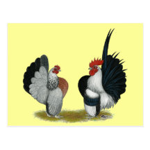 Serama Bantams Postcard
