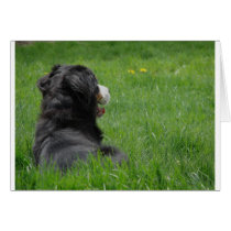 Serena in the Sun 2 cards