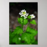 Serene Poster