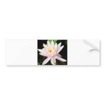 Serene Water Lilly Bumper Sticker