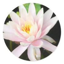 Serene Water Lilly stickers