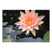 Serene Water Lily~print Photo