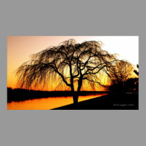 Serengeti in the City posters