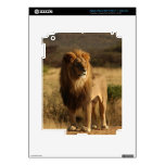Serengeti Lion Decals For iPad 3