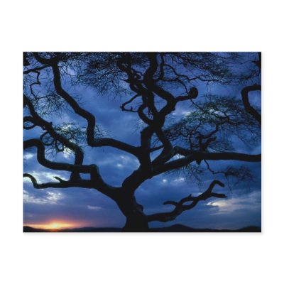 Serengeti National Park, Tanzania Postcard by naturetees