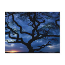 Serengeti National Park, Tanzania postcards