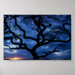 Serengeti National Park, Tanzania Print
