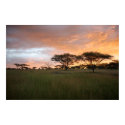 Serengeti Sunset posters