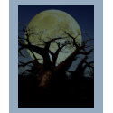 Serengeti t-shirts