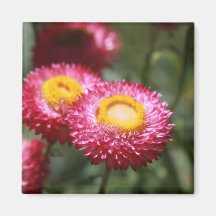 Serenity 1 fridge magnet