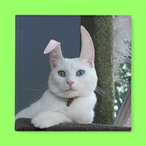 Serenity as Bunny magnet magnets