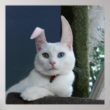 Serenity as Bunny poster
