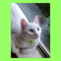 Serenity by Window poster posters