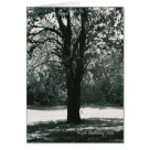  - Multi-purpose greeting card features photograph of a shady tree on a warm summer day.  invites you to relax and enjoy nature.  original Photography by Patrice (Trish) Vandehey for 3131Theory.: Sizes 