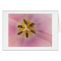 Serenity cards