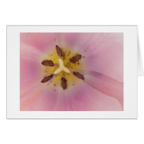Serenity cards by ZeroToTwenty Serenity cards