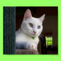 Serenity in Cat Tree poster posters