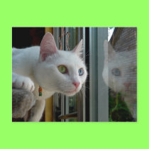 Serenity interested postcard postcards