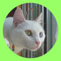 Serenity interested sticker stickers