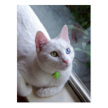 Serenity looks up Postcard