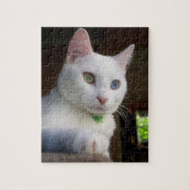 Serenity Odd-Eyed Cat puzzle puzzles
