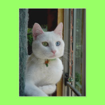 Serenity relaxes Postcard