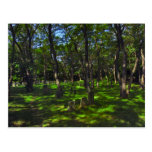 Serenity Woods Postcard