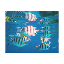 Sergeant Major Fish Gallery Wrapped Canvas