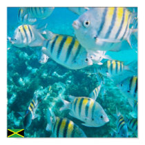 sergent major fish jamaica posters by carryoutcoffeehouse sergent major fish jamaica posters