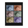 Series of Sea Shells Post Cards