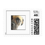 Serious Bullmastiff Dog Stamp