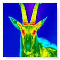 Serious Capricorn posters